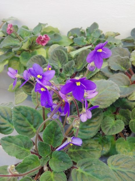 13 FEB - ZZ Ionantha