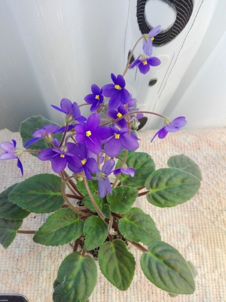 16 feb - ZZ Ionantha