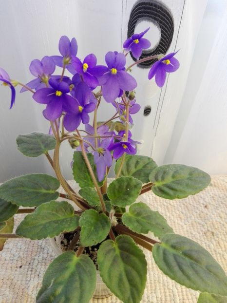 16 feb - ZZ Ionantha