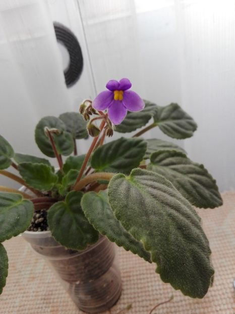 23 IAN - ZZ Ionantha