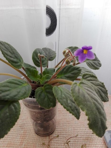 23 IAN - ZZ Ionantha