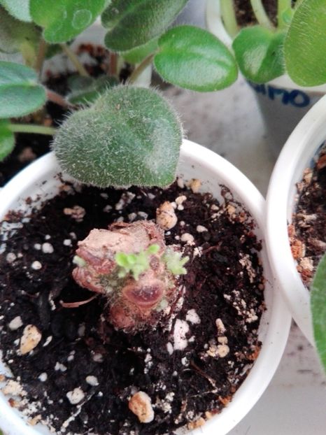 26 IAN - ZZ Ionantha