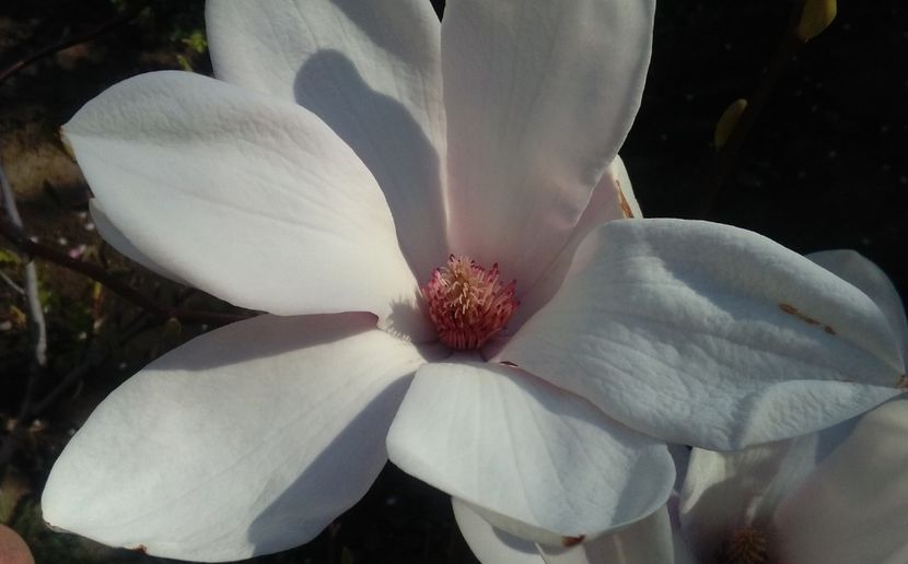 Magnolia soulangeana - 2017 plantele mele