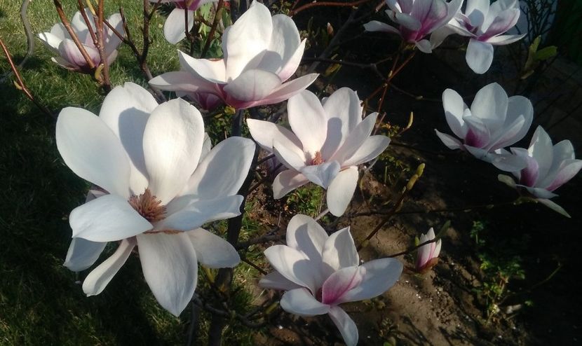 Magnolia soulangeana - 2017 plantele mele