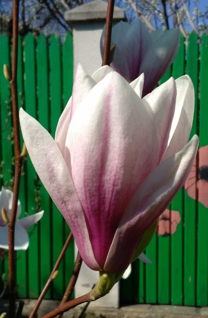 Magnolia soulangeana - 2017 plantele mele