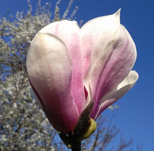  - 2017 plantele mele