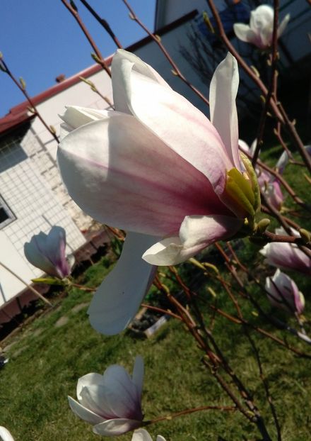  - 2017 plantele mele