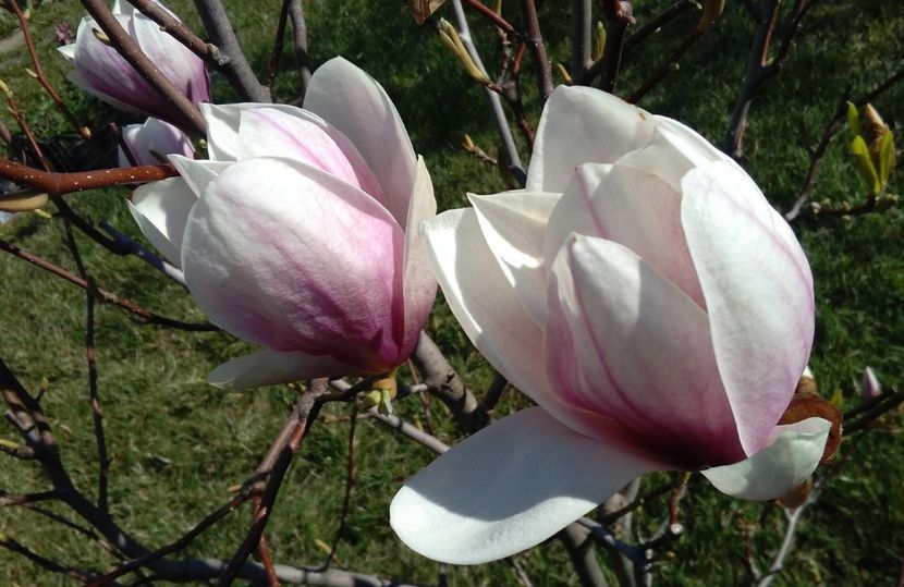  - 2017 plantele mele