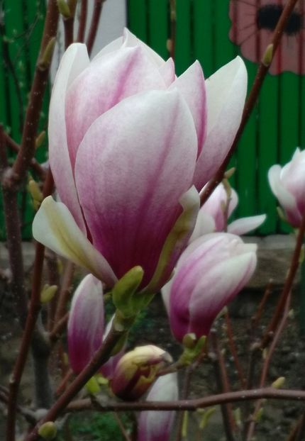  - 2017 plantele mele