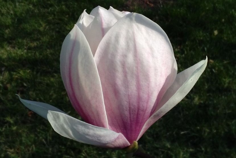  - 2017 plantele mele