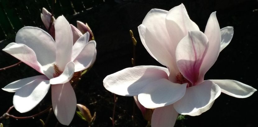  - 2017 plantele mele