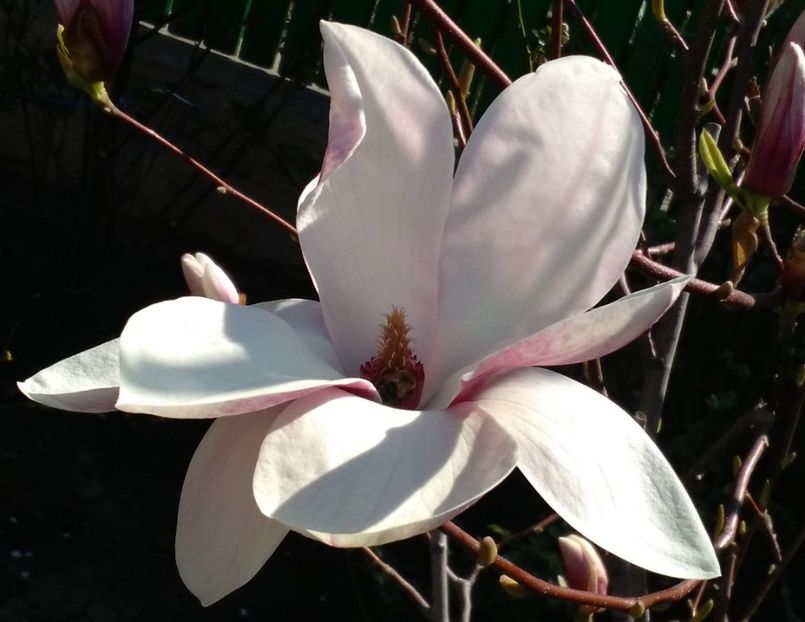  - 2017 plantele mele