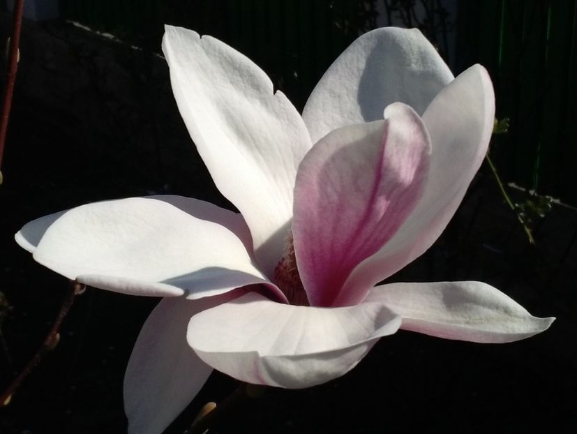  - 2017 plantele mele