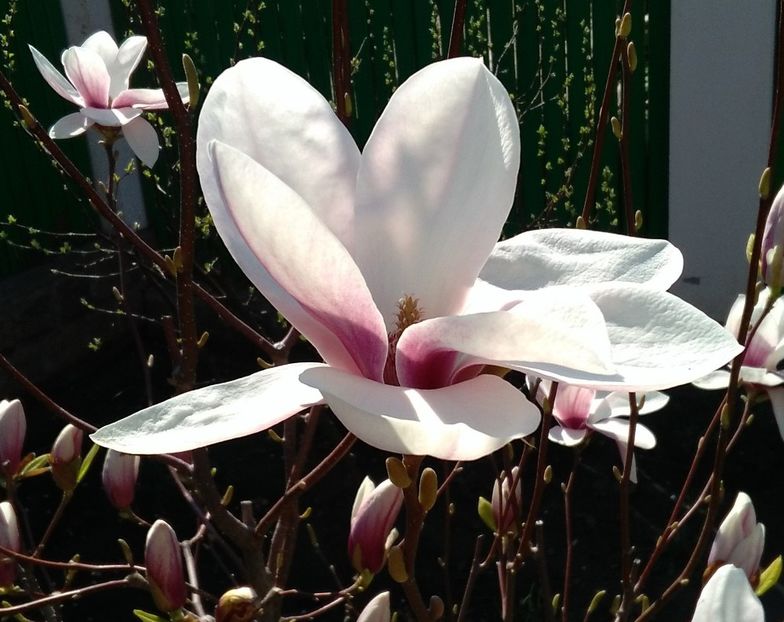  - 2017 plantele mele