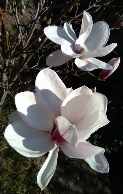 Magnolia soulangeana - 2017 plantele mele