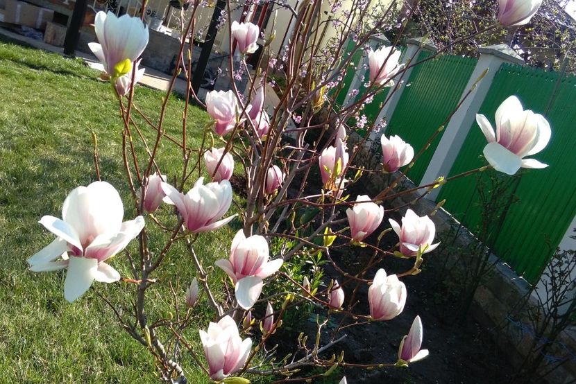 Magnolia soulangeana - 2017 plantele mele