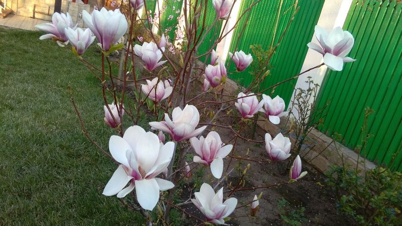  - 2017 plantele mele