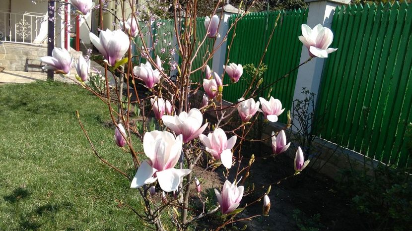  - 2017 plantele mele