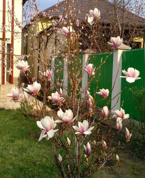  - 2017 plantele mele