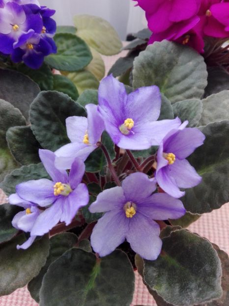 27 feb - AA VIOLETE de COLECTIE