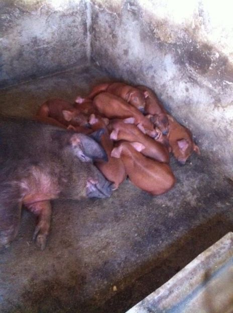 purcei duroc 4 saptamani - Scroafe duroc cu purcei