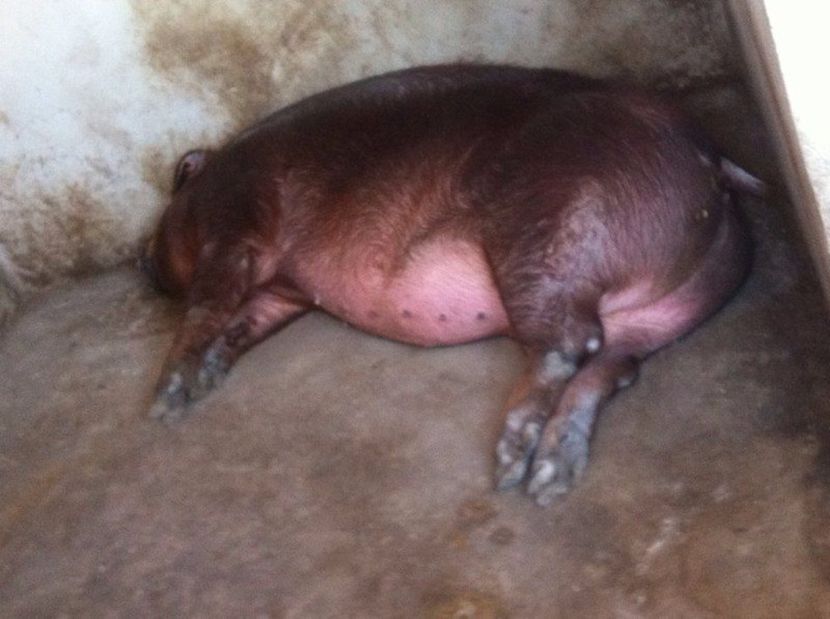 prima gestatie -2 luni-+220 kg - Scroafe duroc cu purcei