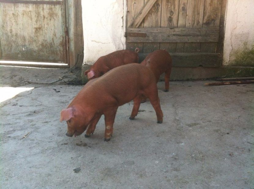 duroc 7 - Scroafe duroc cu purcei