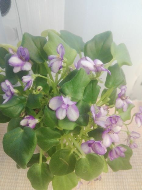 8 feb - Rob s Humpty Doo