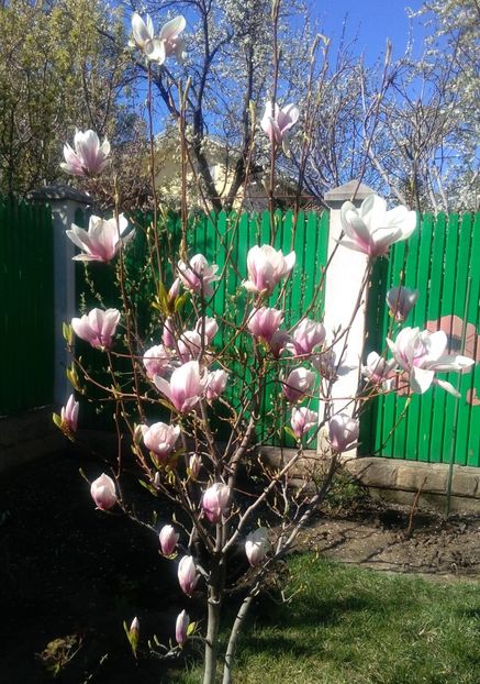  - 2017 plantele mele