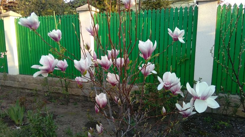  - 2017 plantele mele