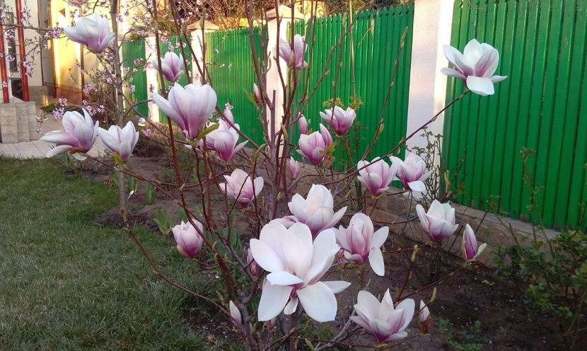 Magnolia soulangeana - 2017 plantele mele