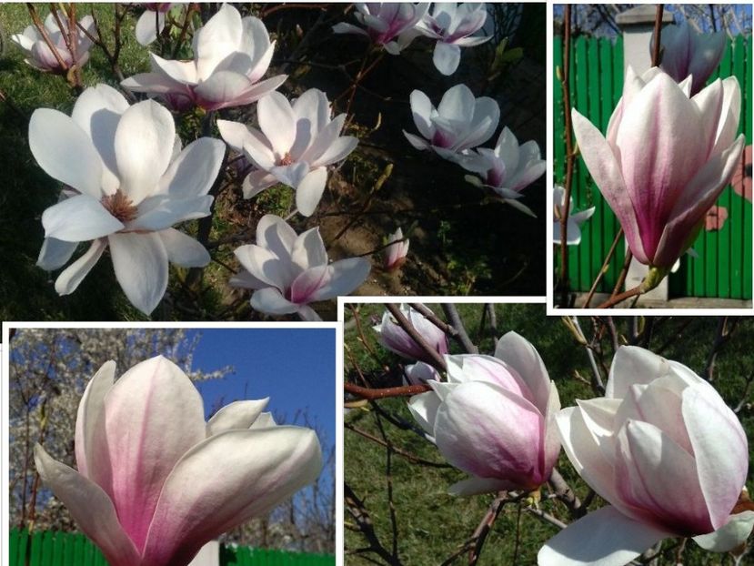 collage-2017-04-02 - 2017 plantele mele