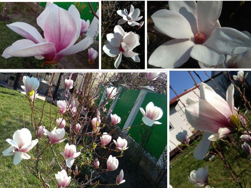 collage-2017-04-02 (1) - 2017 plantele mele