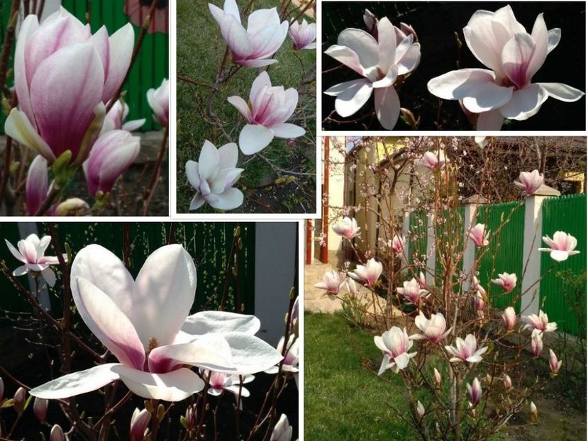 collage-2017-04-02 (2) - 2017 plantele mele