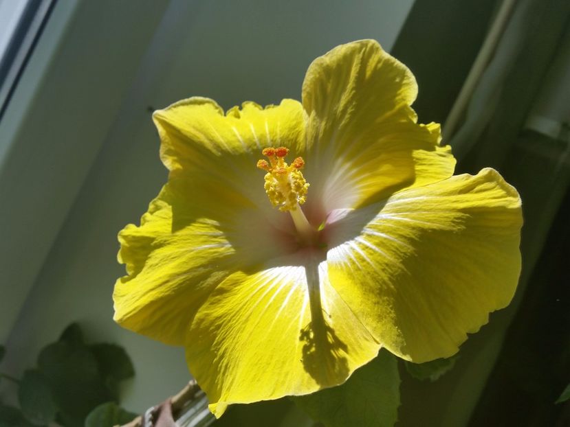 02-04-2017 - jacqueline koo