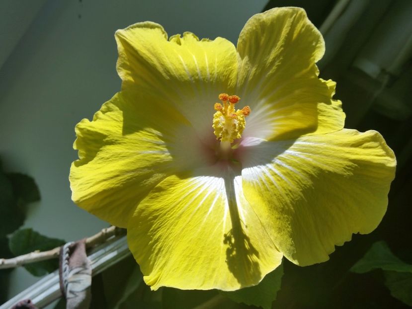 Jacqueline koo - Colectia mea de hibiscusi