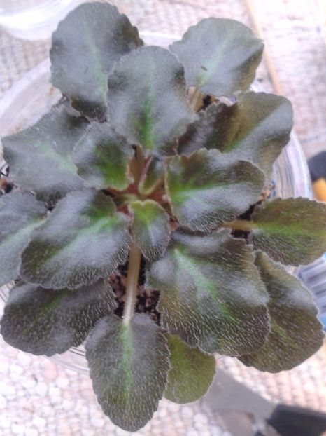 24 feb - ZZ Rob s Hopscotch