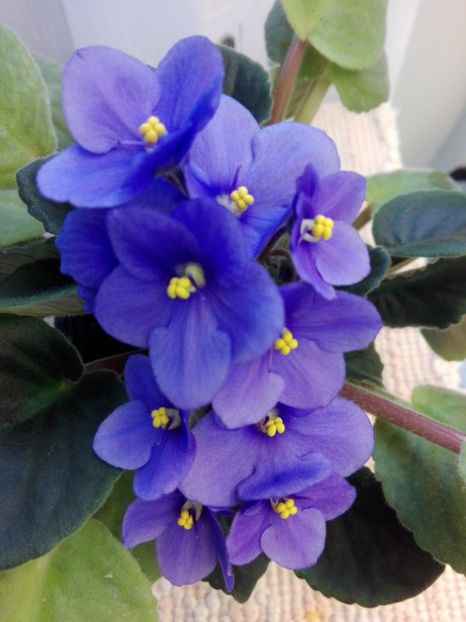 16 feb - AA VIOLETE de COLECTIE