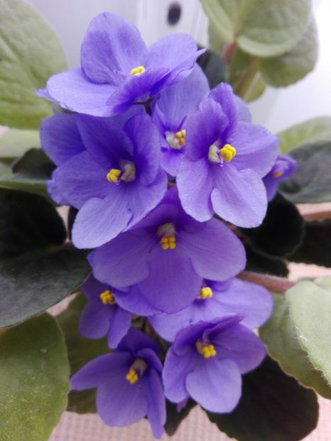 19 feb - AA VIOLETE de COLECTIE