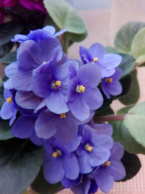 27 feb - AA VIOLETE de COLECTIE