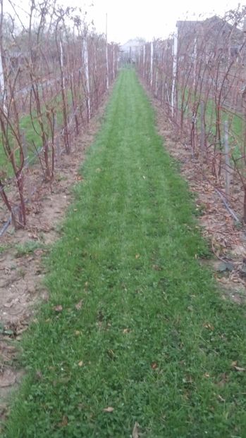  - MUR FARA TEPI  THORNFREE