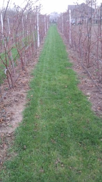  - MUR FARA TEPI  THORNFREE