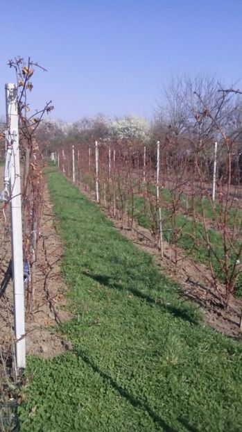  - MUR FARA TEPI  THORNFREE