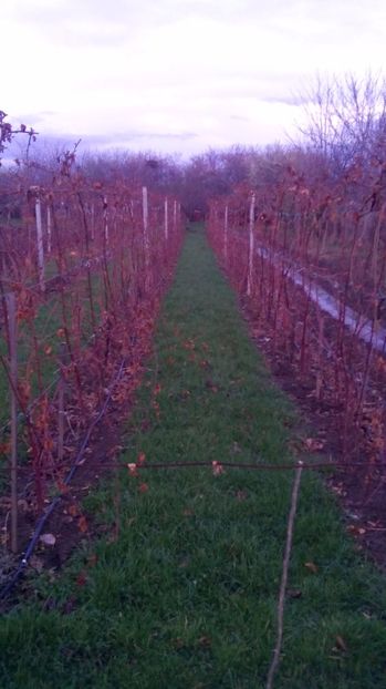  - MUR FARA TEPI  THORNFREE