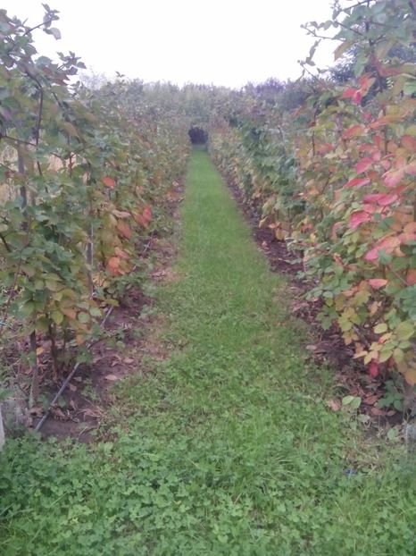  - MUR FARA TEPI  THORNFREE