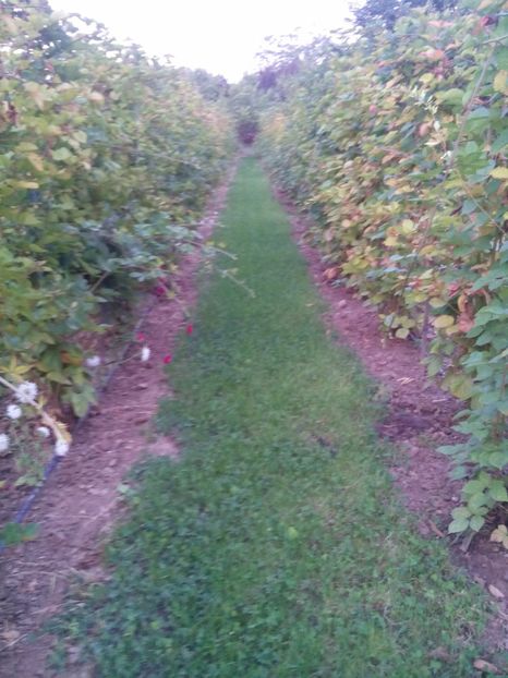  - MUR FARA TEPI  THORNFREE