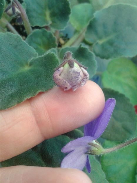 1 feb - ZZ Playful Spectrum