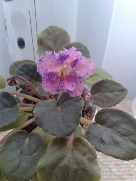 4 feb - ZZ Playful Spectrum