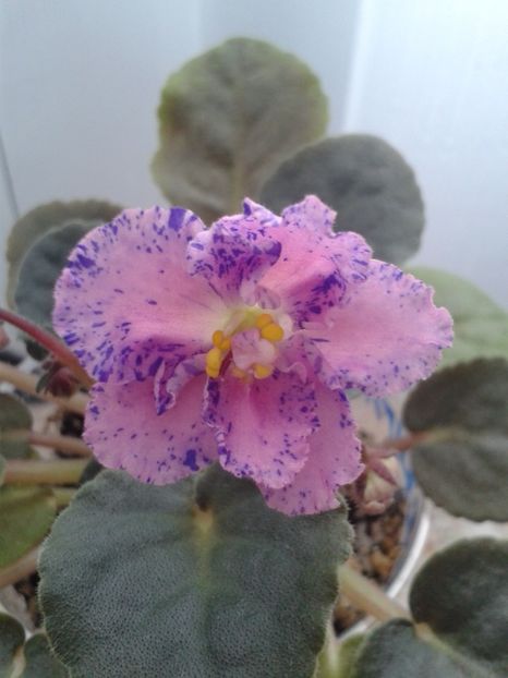 4 feb - ZZ Playful Spectrum