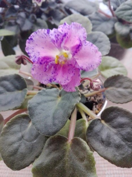 5 feb - ZZ Playful Spectrum